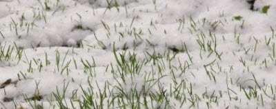 green_grass_through_snow