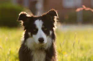 border-collie-700810_1280